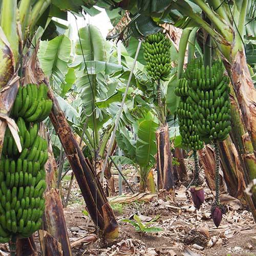 Des bananes bio origine Europe chez Biocoop 