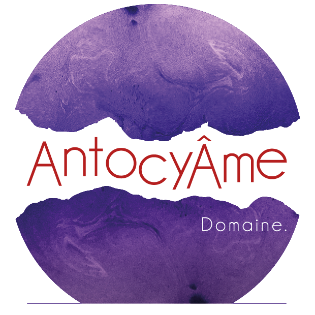 AntocyÂme AntocyÂme